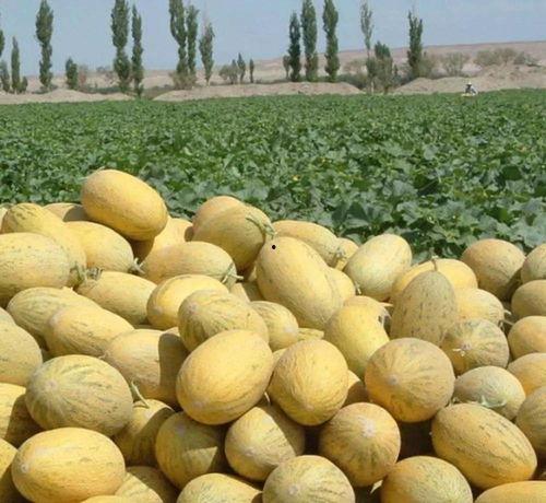 土豪吃货哈密瓜,品味奢华的甜蜜诱惑