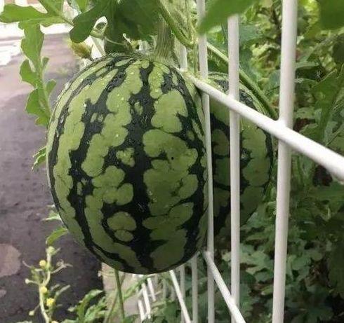 吃瓜四轴,揭秘娱乐圈背后的秘密与真相