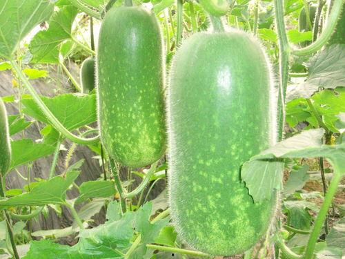 云东吃瓜,揭秘网络热点的幕后故事