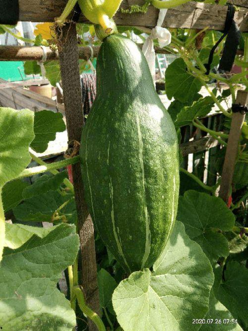 边长边吃的瓜,一场味蕾与视觉的盛宴