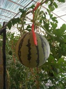 鸡蛋与吊瓜能一起吃吗,能一起食用吗？