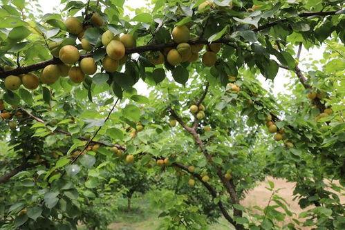 柘城县吃瓜,探寻吃瓜文化背后的魅力