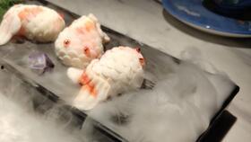 环宇城鸭吃瓜,一场美食与娱乐的跨界盛宴