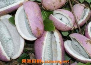 八月瓜吃泥巴,探寻吃泥巴的神秘传说