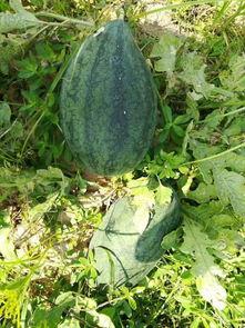 穿越明国吃瓜,品味风云变幻中的市井百态