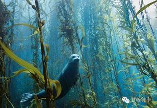 中国吃瓜水下摄影,揭秘中国吃瓜族的水下摄影之旅