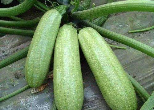 北瓜结瓜少为什么吃瓜少,吃瓜季为何受限之谜