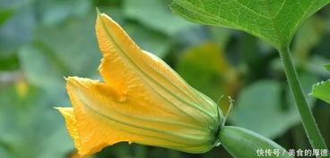 六瓣花吃瓜,探寻神秘六瓣花背后的瓜文化奥秘