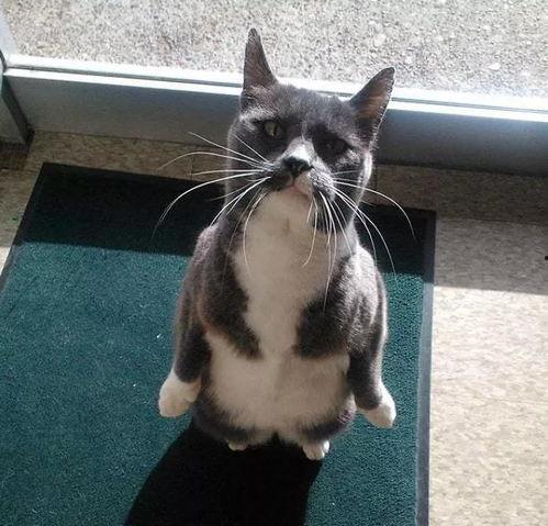 吃瓜猫效果,网络红人现象背后的趣味与思考