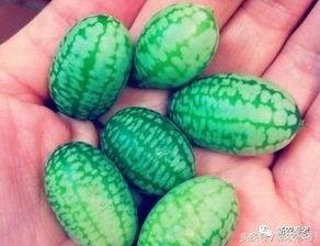 美洲吃瓜,探寻异域“吃瓜”文化之旅