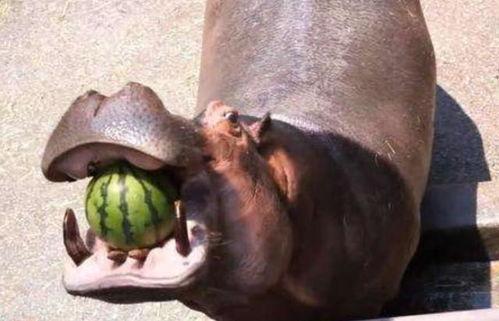 河马吃鸡瓜,揭秘河马钟爱的鸡瓜之谜