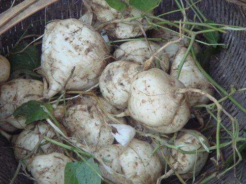 用土瓜种的瓜可以吃吗,安全可食用之谜