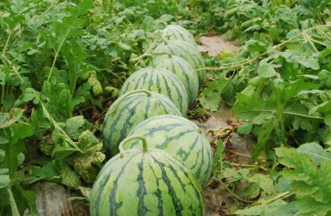 吃父亲种的瓜,父亲种瓜的温馨传承