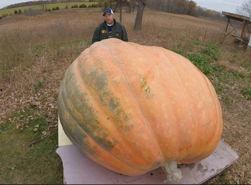大瓜可以吃,揭秘美味背后的秘密