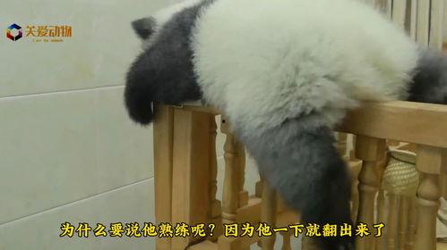 吃小猫幼仔的瓜,一场道德争议的瓜界风暴