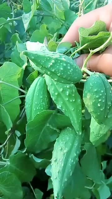 感冒可以吃瓢瓜,轻松应对感冒困扰