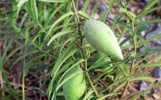 梢瓜 吃,探寻传统与创新的完美融合