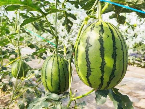 甜茶社吃瓜,揭秘娱乐圈的甜蜜瓜田