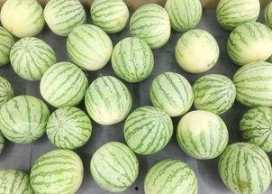 吃瓜的真实境界,揭秘真实世界的“瓜”中奥秘