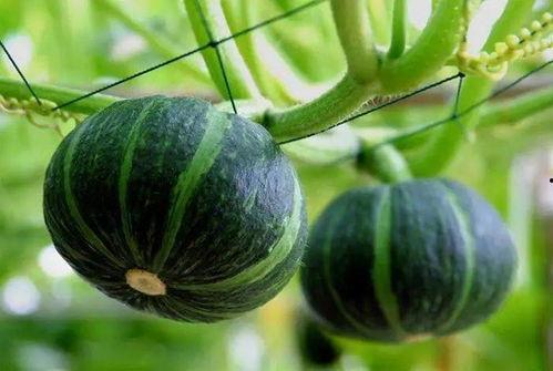 亚琛吃瓜后续,揭秘背后真相与影响