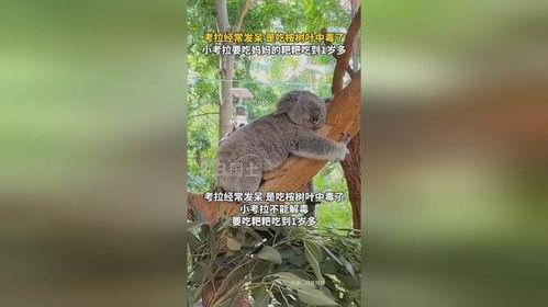 老鼠上树吃树瓜好吗